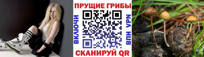 Галлюциногенные грибы Psilocybine cubensis  Теберда 
